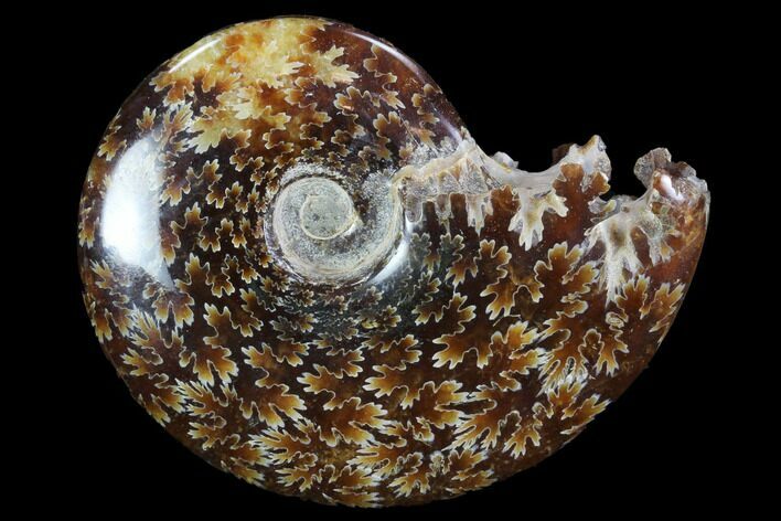 Polished, Agatized Ammonite (Cleoniceras) - Madagascar #97239